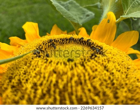 sunflower shining in the morning