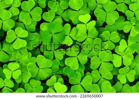 Background with green clover leaves for Saint Patrick's day. Abstract backdrop for design with a shamrock. Spingtime nature pattern.