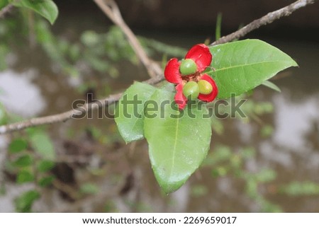 Ochna serrulata (commonly known as the small-leaved plane, carnival ochna, bird's eye bush, Mickey mouse plant or Mickey Mouse bush )