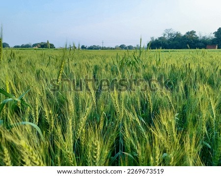 Juicy fresh ears of young green wheat on nature in spring summer field close-up of macro. ripening ears of wheat field. Green Wheat field blowing in the rural Indian fields. Unripe wheat crop in India