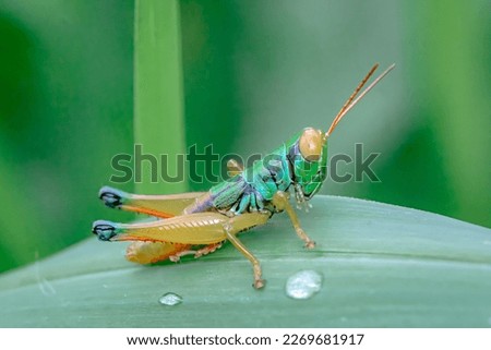 Selective Focus on a grasshopper perched on a green weed