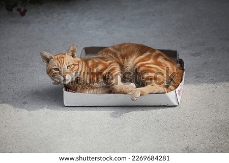 a cat lying in a paper box