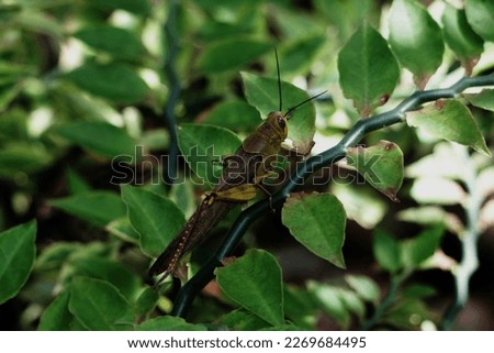 Grasshoppers, pests that attack plant leaves.