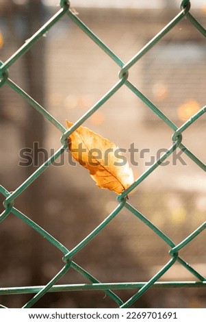 Leaf in the cage (In Japan)