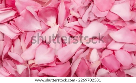 Background texture of beautiful pink rose petals.