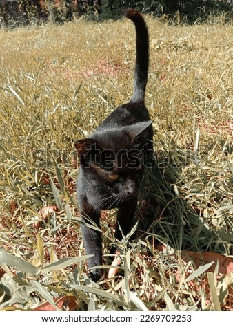 Black fur cat walking in the field with full confidence
