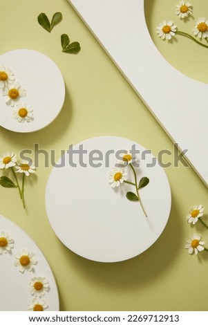 Top view of white geometric podiums, fresh feverfew flower and green leaves on light green background. Space for design. Advertising photo, flat lay. Tanacetum parthenium
