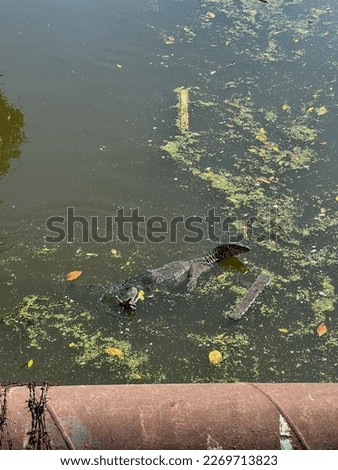 Asian water monitor, a large Asian varanid lizard, floating swing in the river in Samut Prakan, Thailand