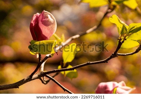 Pink magnolia flowers in spring in Italy.