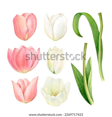 Watercolour painting of white and pink tulips and their leaves detailed and isolated on a white background. Blossoms mid- and complitely opened, leaves and stems. Set of isolated items of flowers and
