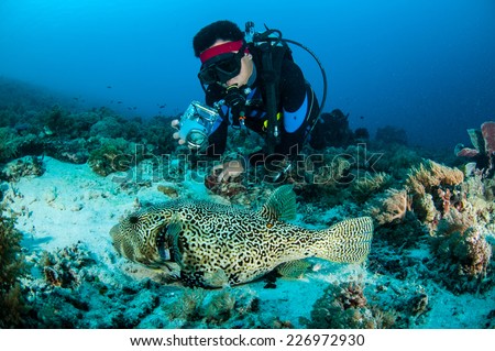 Diver and pufferfish Arothron mappa in Gili, Lombok, Nusa Tenggara Barat, Indonesia underwater photo. Pufferfish resting on the substrate, and the diver taking picture the fish