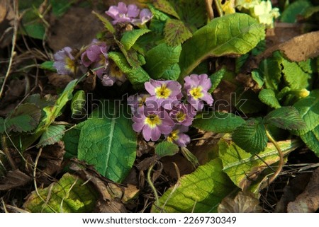Common primroses are one of the first spring flowers to bloom in gardens and flower beds. They come in different colors, in this picture the wines are purple. They grew among dry leaves and tree branc
