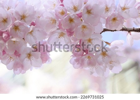 Beautiful Bunch of Pale Pink Cherry Blossoms -Akebono- in Full Bloom.