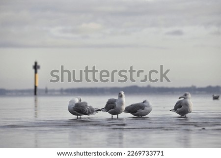 At eye level with four seagulls standing in shallow water and watch the camera