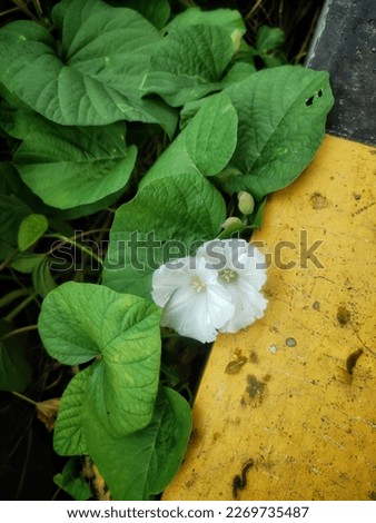 flowers on the roadside, whit flower