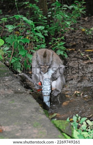 little long tail monkey try drink water from hydran