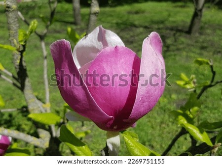 Dark pink magnolia flower (Magnolia liliiflora) on a branch with a green leaf, in the sun, in a green spring park (macro, side view, up).