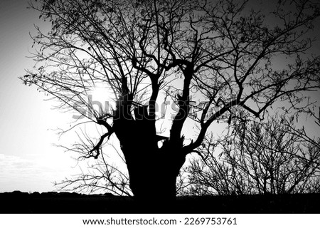 Tree on the shadow from the sun, backlight, sunset, black and white photo silhouette of the tree