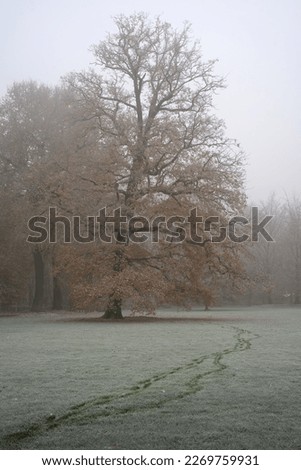Moody atmospheric picture of an isolated tree during winter time with a path going to the tree through the frozen grass