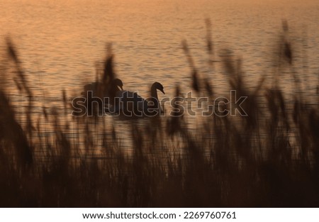 The village of Okhotnikovo (Crimea, Crimean peninsula) A pair of swans on the lake Sasyk-Sivash during dawn.