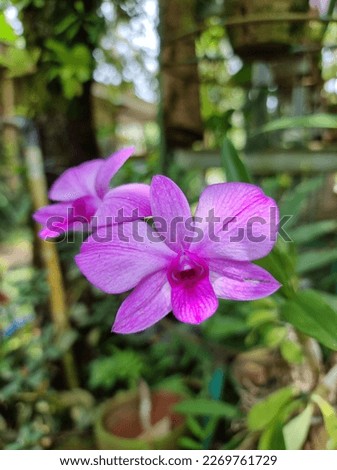 The Dendrobium Bigibbum orchid or Larat orchid is a type of orchid native to Larat Island in the Tanimbar Islands. This orchid has a Latin name. The name in the local language is lelemuku