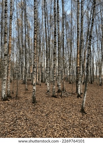 Landscape with birch trees in autumn. 