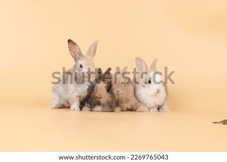 Healthy lovely baby bunny easter  rabbit on orange background. Cute fluffy rabbit on soft pastel  background Lovely mammal with beautiful bright eyes in nature life. Easter Animal symbol concept.