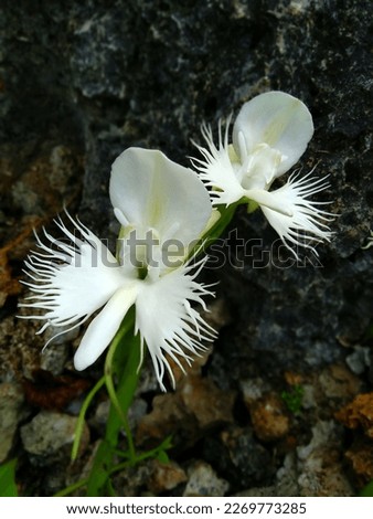 This is a picture of elegant white blooming orchid named pecteilis radiata with blured stone background in high definition resolution which lives on the ground.
