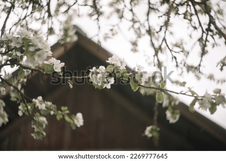 Spring banner, branches of blossoming cherry against background of blue sky on nature outdoors. Dreamy romantic image spring, landscape panorama, copy space.