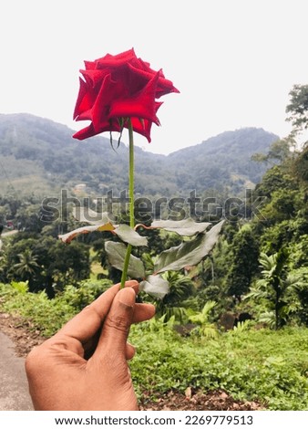 Red Rose Stock Photo Free  Royalty Free Stock Photo from 
nature with hand