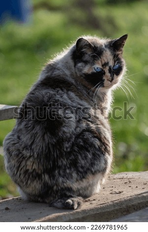 Beautiful calico cat with blue eyes sitting in the garden with sunshine
