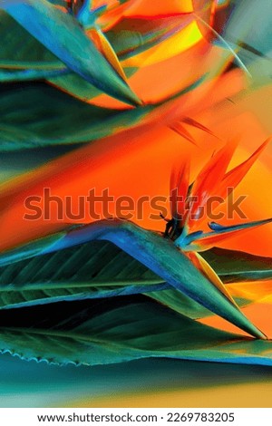 Bird of paradise flower abstract composition with glass mirror reflection. Bold green and orange colors. Creative texture, floral background Royalty-Free Stock Photo #2269783205