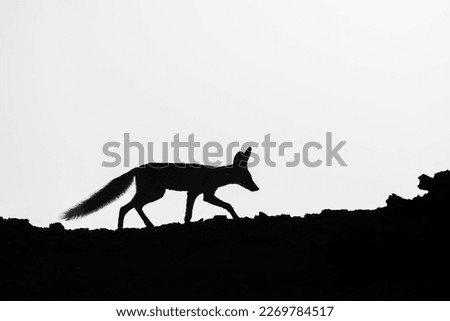 Aeabian Fox 
black and white frame of arabian fox