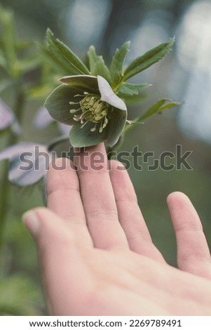 Close up fingers softly touching green hellebore concept photo. First hand photography with blurred background. Natural light. High quality picture for wallpaper, travel blog, magazine, article
