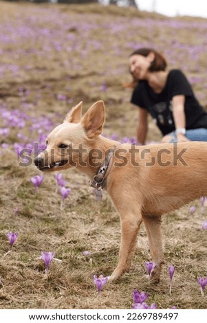 Close up chihuahua dog spending time with owner on crocus meadow concept photo. Candid view photography with blur background. Natural light. High quality picture for wallpaper, travel blog, magazine