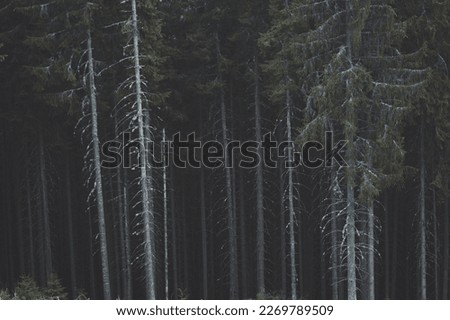 Long thin pine trees in dark landscape photo. Nature scenery photography with forest aesthetic on background. Ambient light. High quality picture for wallpaper, travel blog, magazine, article