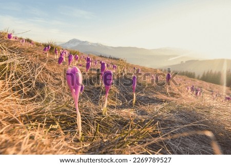 Early growing crocus flower buds on grass hill landscape photo. Nature scenery photography with sun on background. Ambient light. High quality picture for wallpaper, travel blog, magazine, article