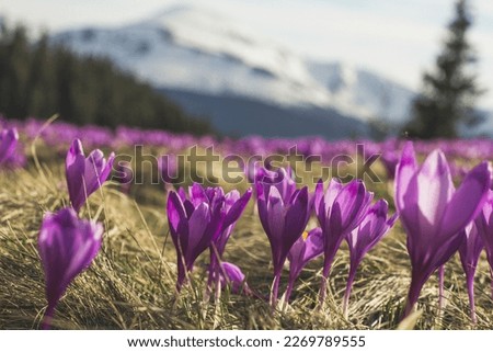 Close up deep purple perennial flowers in mountains concept photo. Worm eye view photography with blurred background. Natural light. High quality picture for wallpaper, travel blog, magazine, article