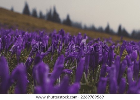 Close up raindrops on crocus flowers gloomy concept photo. Worm eye view photography with blurred hillside background. Natural light. High quality picture for wallpaper, travel blog, magazine, article