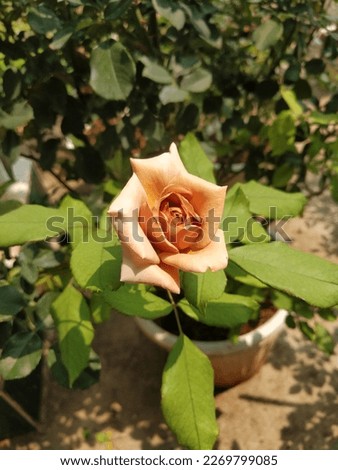image of pink rose on green background photo