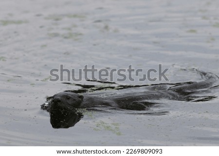 North American River Otter Florida USA