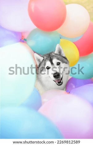 siberian husky dog happy birthday with color balloons