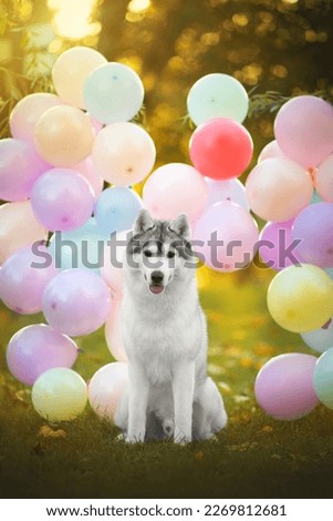 siberian husky dog happy birthday with color balloons