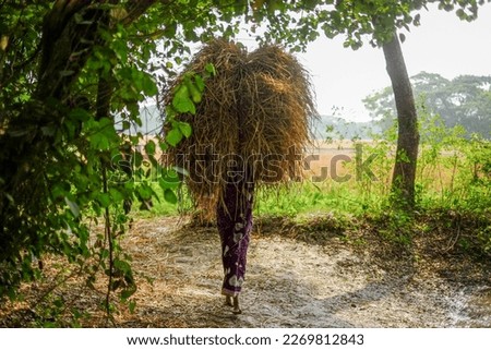 South asian village woman carrying paddy on her head, woman working under the sun in a hot weather