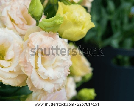 Peachy pink Lisianthus bouquet. Botanical name is Eustoma Grandiflorum, other names include Prairie Gentian, Bluebell Gentian. Royalty-Free Stock Photo #2269814151