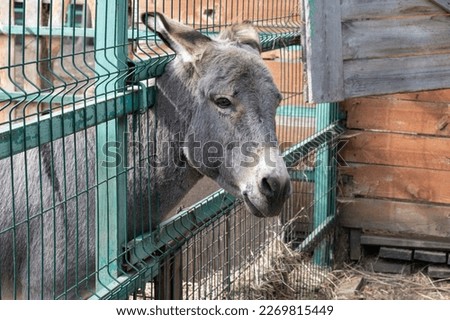 Sad donkey in a cage portrait. Domestic rural animal picture