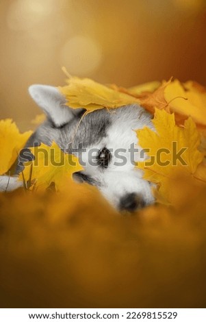 siberianhusky dog in  yellow orange autumn nature park with fallen leaves in sunset time