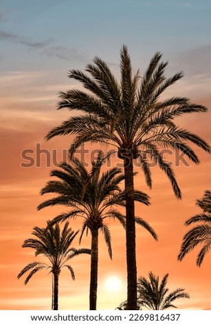 Tropical Palm Trees At Sunset - Summer Vacation Backgroung Texture