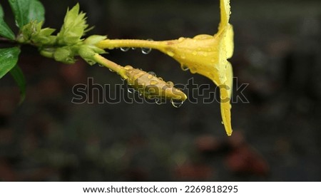 Raindrops on yellow trumpet flowers that have not yet bloomed.                