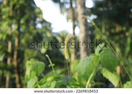 Close up shot of wild grass shrubs in the forest of kerala